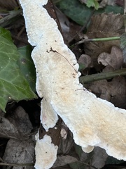 Byssomerulius corium