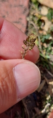 Lepidium bipinnatifidum
