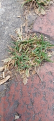 Poa annua
