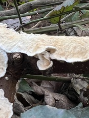 Byssomerulius corium