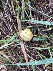Cepaea nemoralis