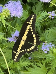 Heraclides cresphontes