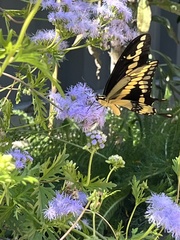 Heraclides cresphontes