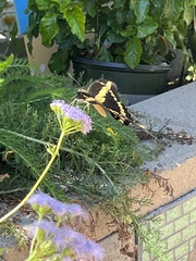 Heraclides cresphontes