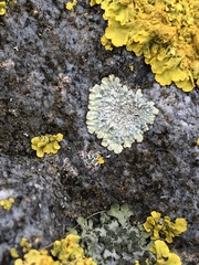 Protoparmeliopsis muralis