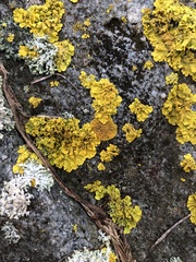 Xanthoria parietina