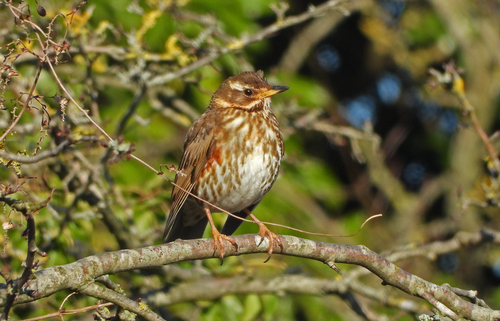 Zorzal alirrojo (Turdus iliacus)