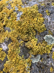 Xanthoria parietina