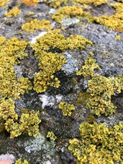 Xanthoria parietina