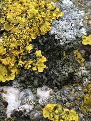 Phaeophyscia