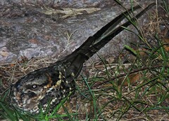 Hydropsalis torquata