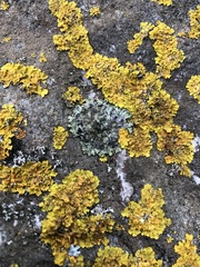Phaeophyscia