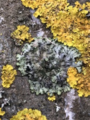 Phaeophyscia