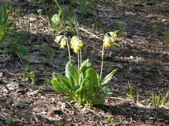 Primula veris macrocalyx