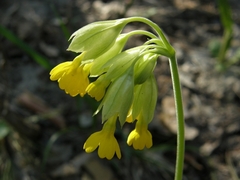 Primula veris macrocalyx