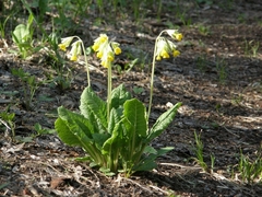 Primula veris macrocalyx