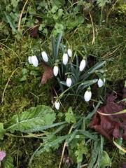 Galanthus nivalis