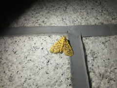 Conogethes