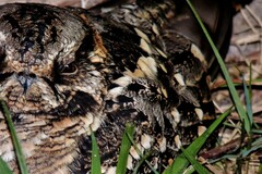 Hydropsalis torquata