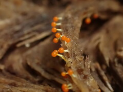 Physarum melleum