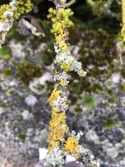 Laetisaria lichenicola