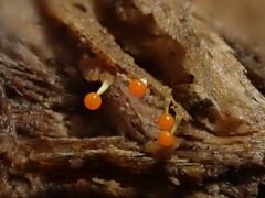 Physarum melleum