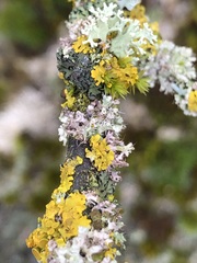 Laetisaria lichenicola