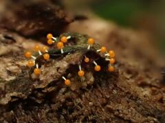 Physarum melleum