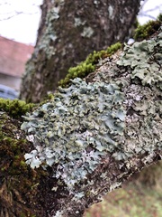 Hypotrachyna afrorevoluta