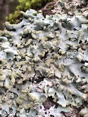 Hypotrachyna afrorevoluta