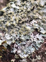 Hypotrachyna afrorevoluta