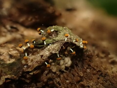 Physarum melleum