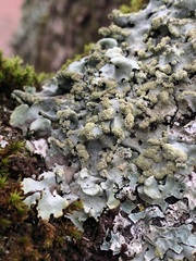 Hypotrachyna afrorevoluta