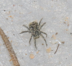 Caeculidae