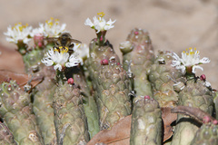Euphorbia inermis