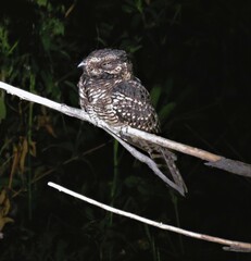 Hydropsalis torquata