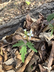 Cardamine concatenata