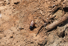 Gryllus bimaculatus