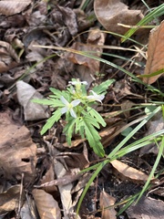 Cardamine concatenata