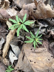 Cardamine concatenata