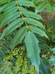 Berberis × hortensis
