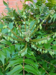 Berberis × hortensis