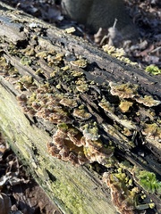 Trametes versicolor