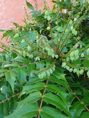 Berberis × hortensis