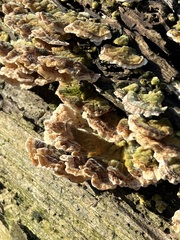 Trametes versicolor