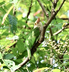 Psilopogon lineatus