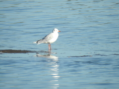 Chroicocephalus cirrocephalus