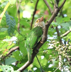 Psilopogon lineatus