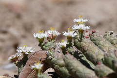 Euphorbia inermis