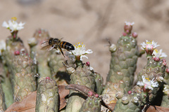 Euphorbia inermis